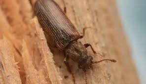 مكافحة بق الخشب